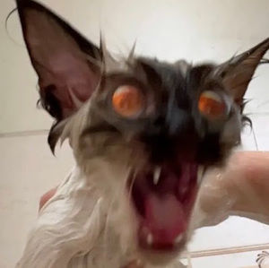 Meet your Posher, Miriana